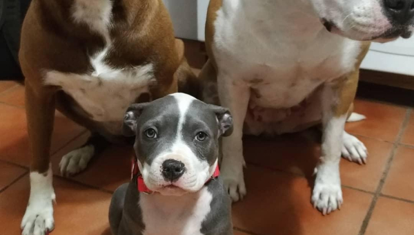 Qual a idade ideal para treinar um cachorro?