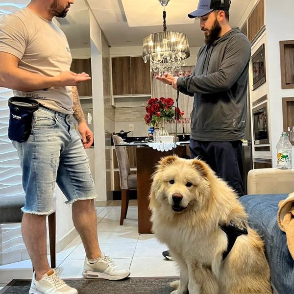 Simba (Chow Chow)